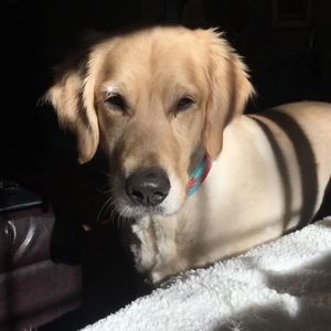 Meet your Posher, Alex